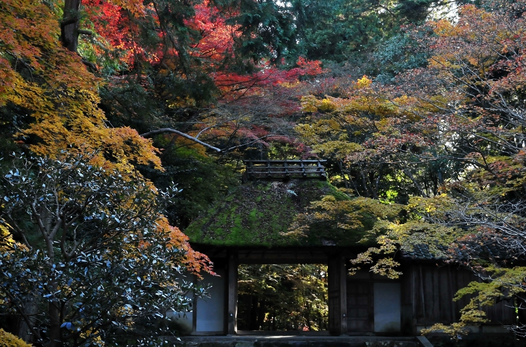 錦秋の京都　法然院