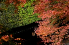 錦秋の京都　奥嵯峨鳥居本