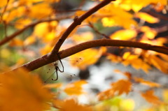昭和記念公園の紅葉