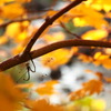 昭和記念公園の紅葉
