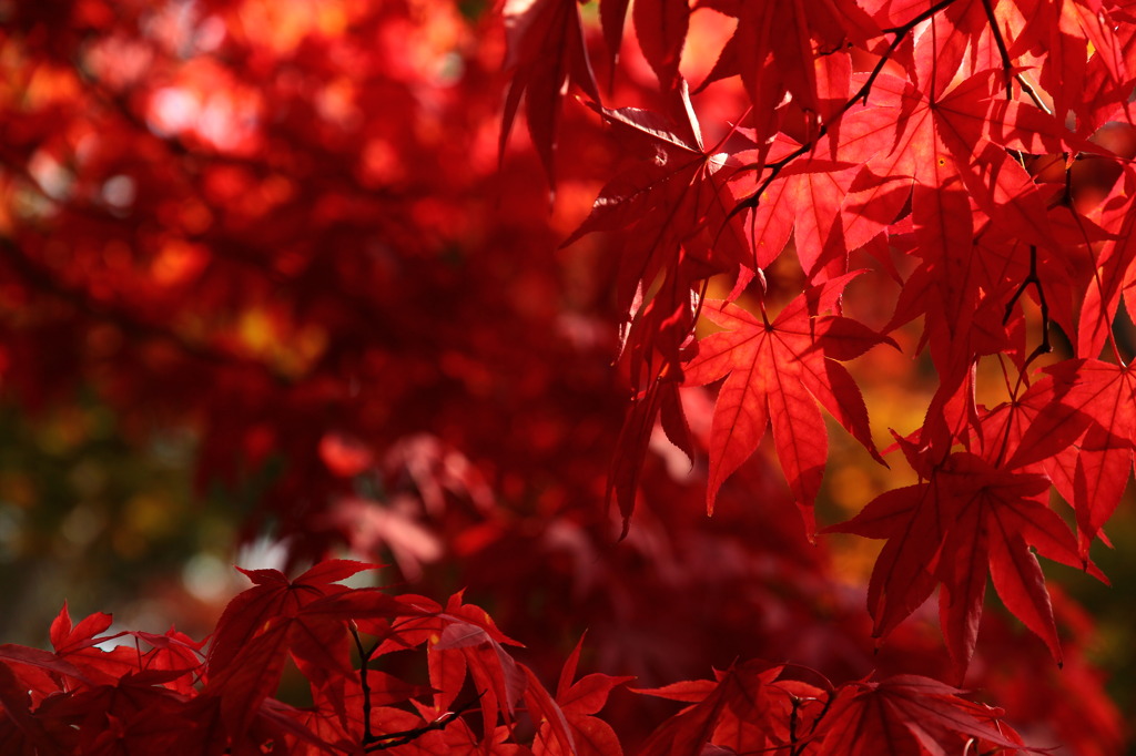 昭和記念公園の紅葉
