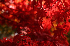 昭和記念公園の紅葉