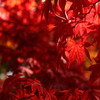 昭和記念公園の紅葉