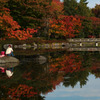 昭和記念公園の紅葉