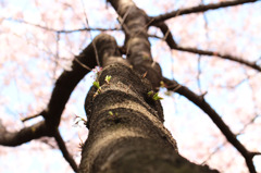 お花見日和