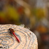 昭和記念公園の紅葉