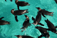葛西臨海公園のペンギン