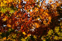 昭和記念公園の紅葉