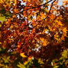 昭和記念公園の紅葉