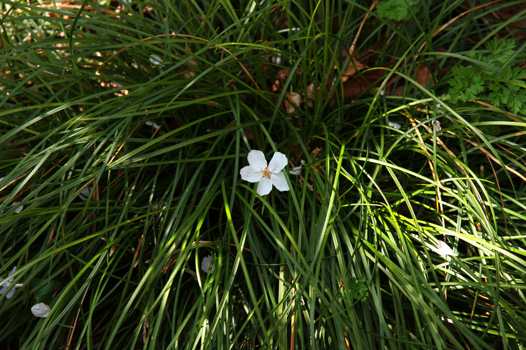 散リユク桜