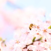 ハチとサクラ
