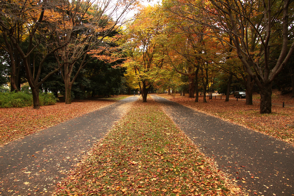 昭和記念公園の紅葉