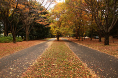 昭和記念公園の紅葉