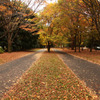 昭和記念公園の紅葉