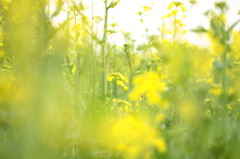 昭和記念公園の菜の花