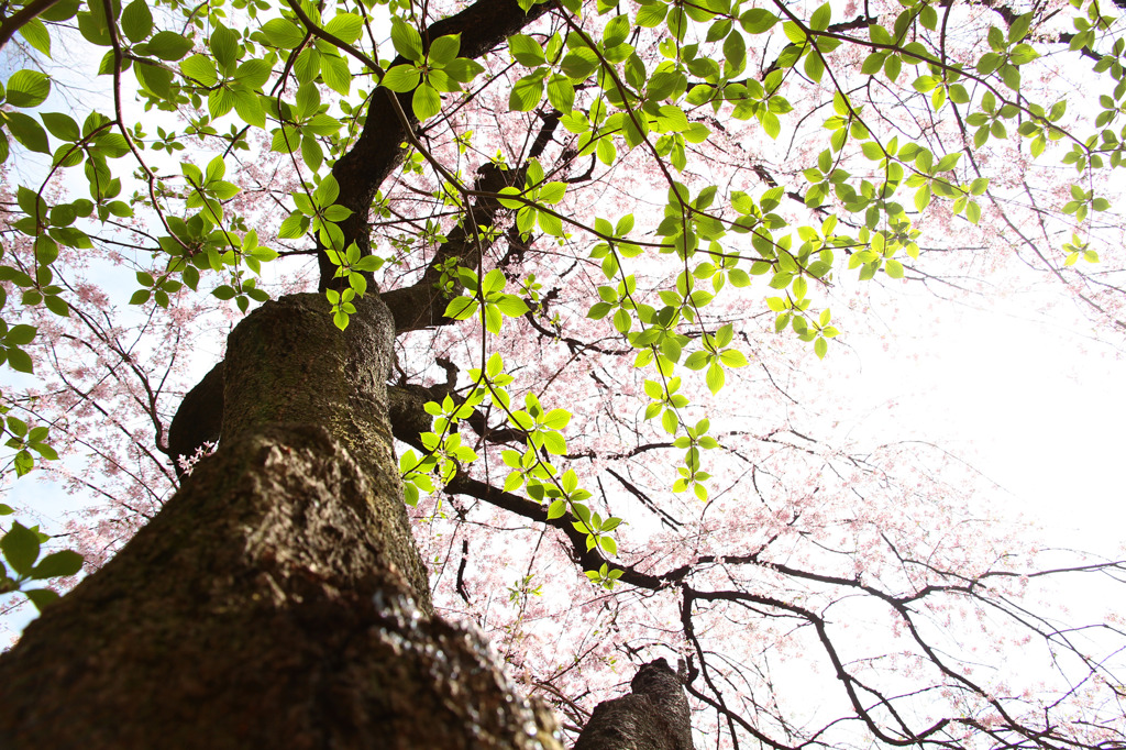 新緑と桜