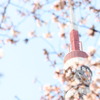 トウキョウタワーとサクラ