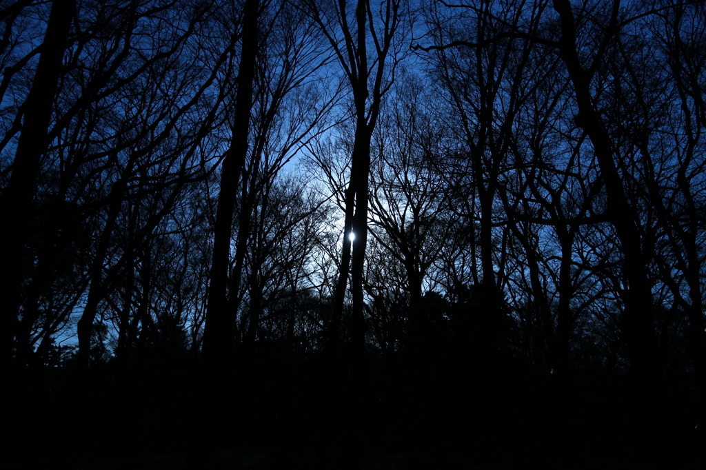 井の頭公園