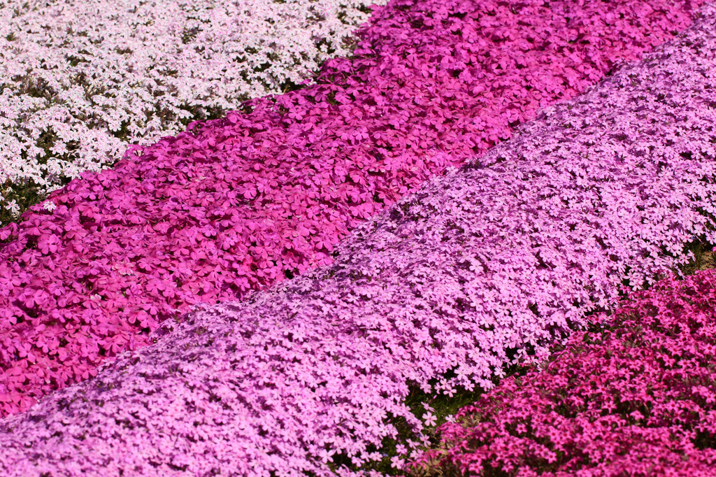 昭和記念公園のシバザクラ