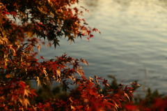 昭和記念公園の紅葉