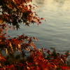昭和記念公園の紅葉