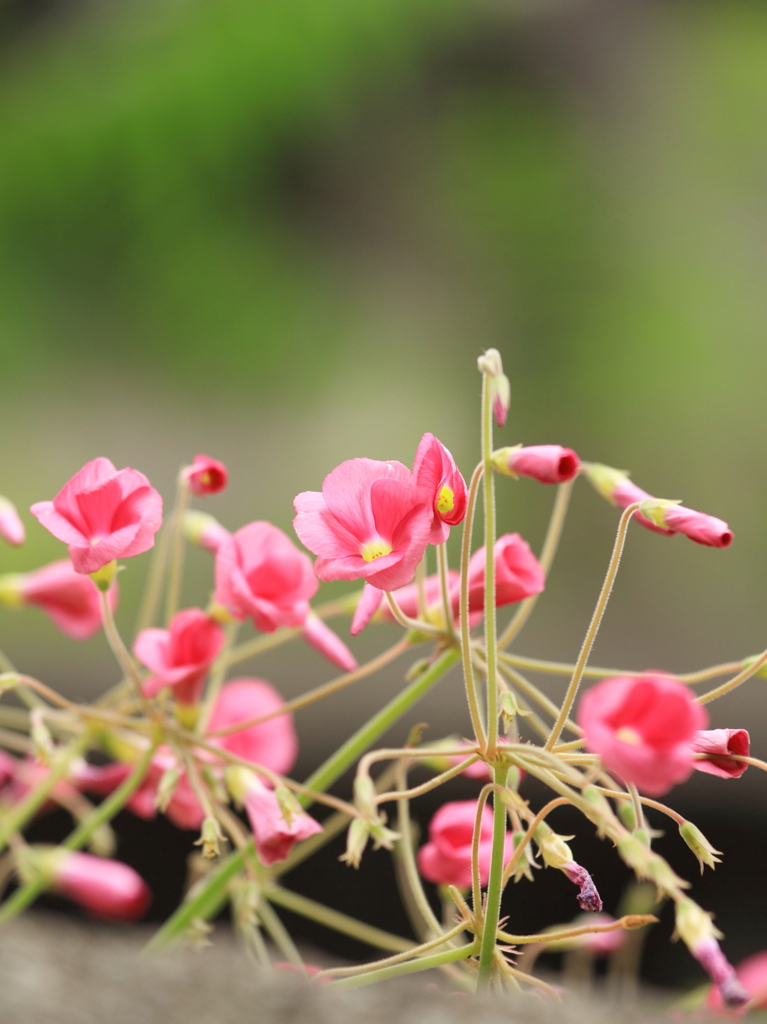 野の花