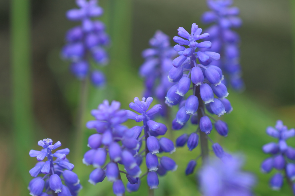 Muscari