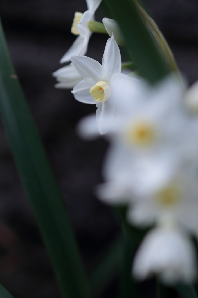 Daffodils