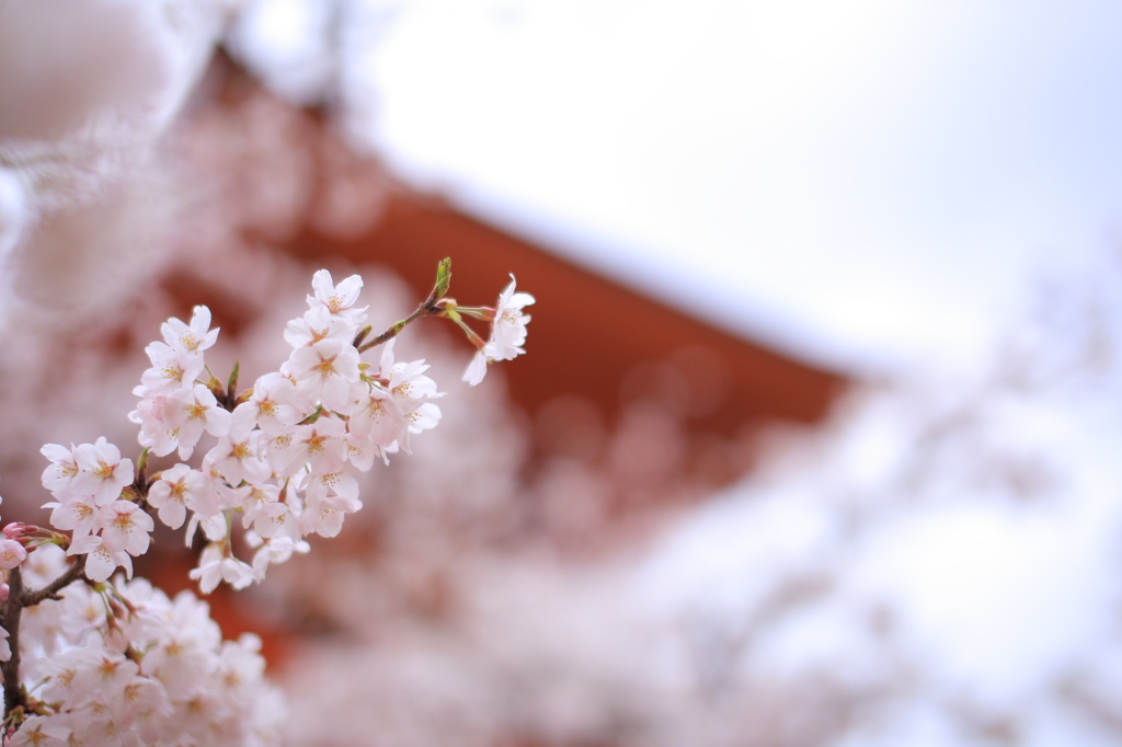 桜