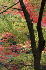 宮島の紅葉