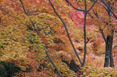 宮島の紅葉