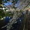 夜桜