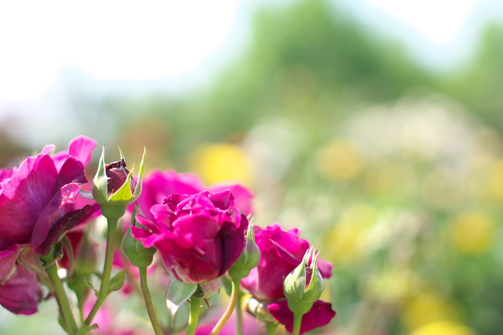 やっぱり薔薇