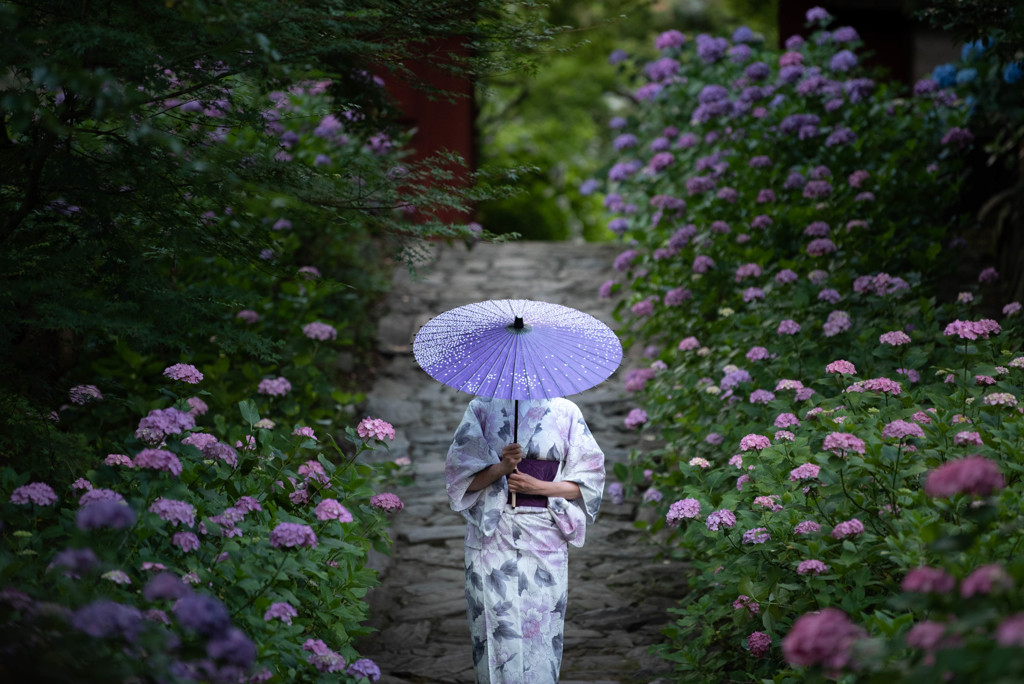 参道の紫陽花