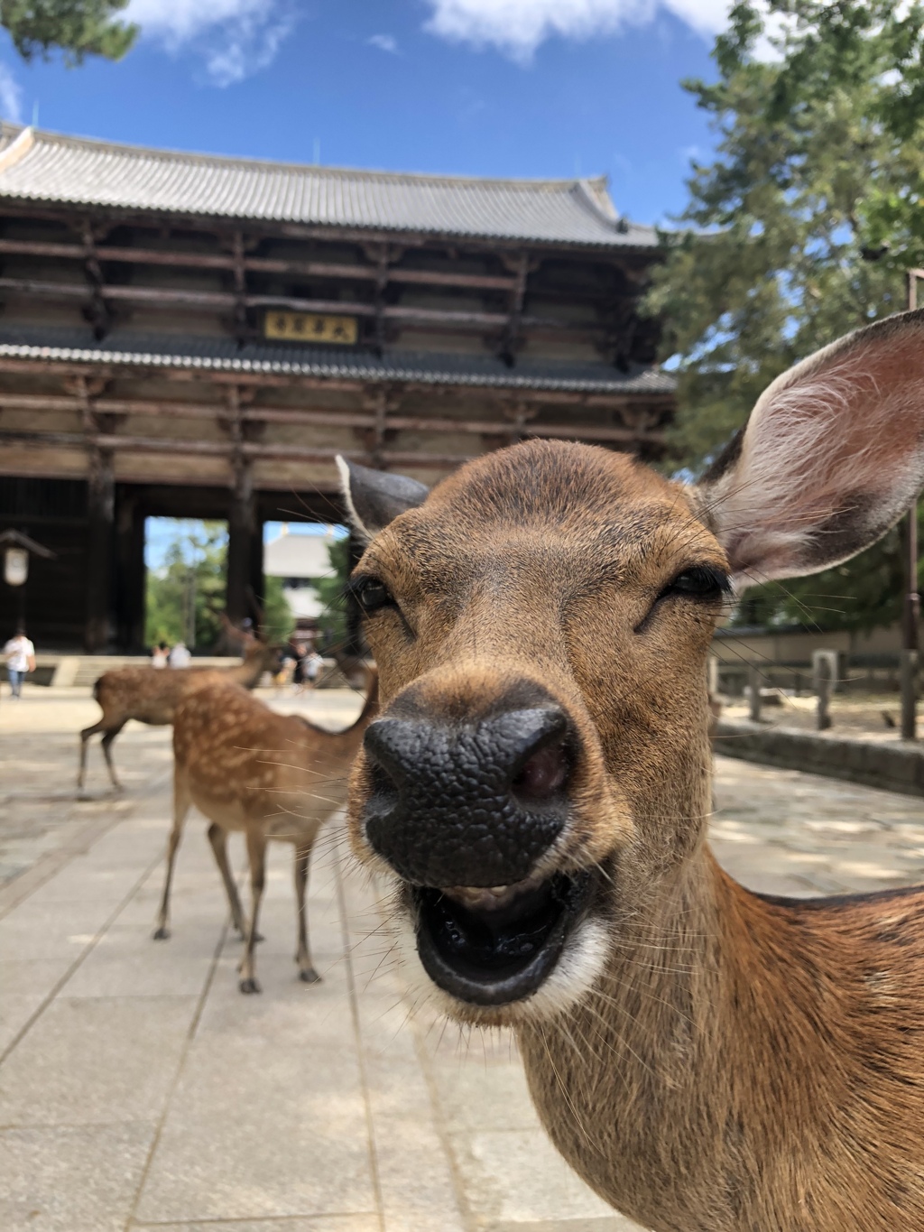 写真鹿帖..カメラ目線な122年前の鹿たちの写真集 - アンティーク 