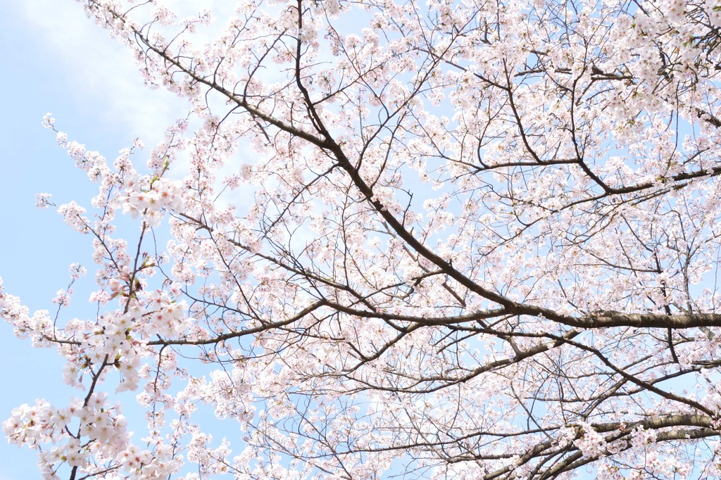 桜と青空