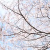 桜と青空