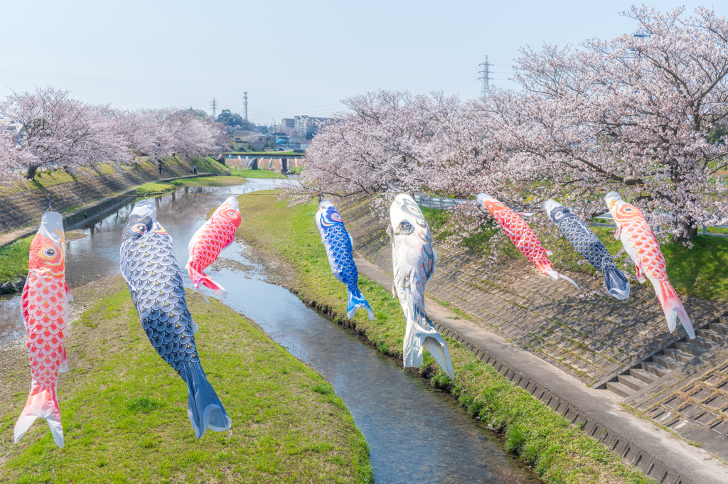 鯉のぼりは桜の小川を泳ぐ