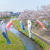 鯉のぼりは桜の小川を泳ぐ