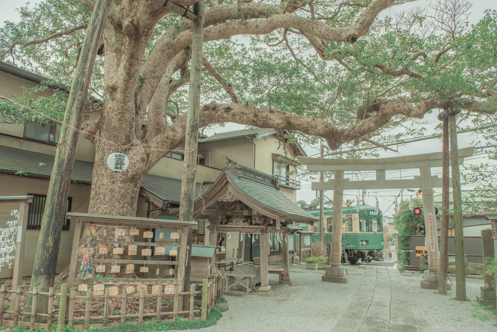 御霊神社と江ノ電