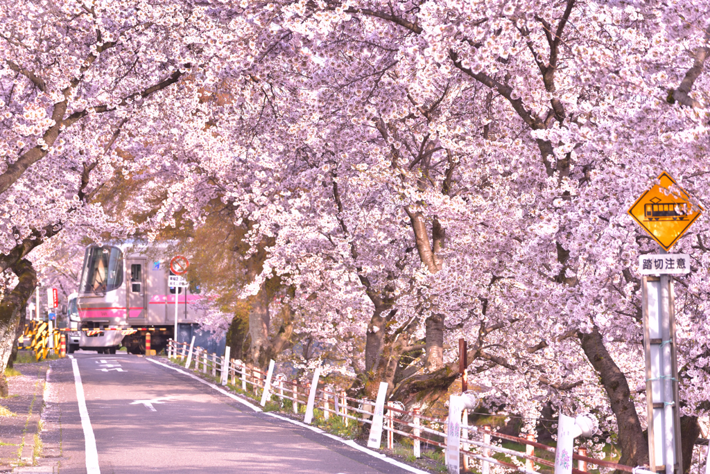 桜トンネル