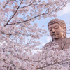 桜と大仏