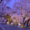 夕桜