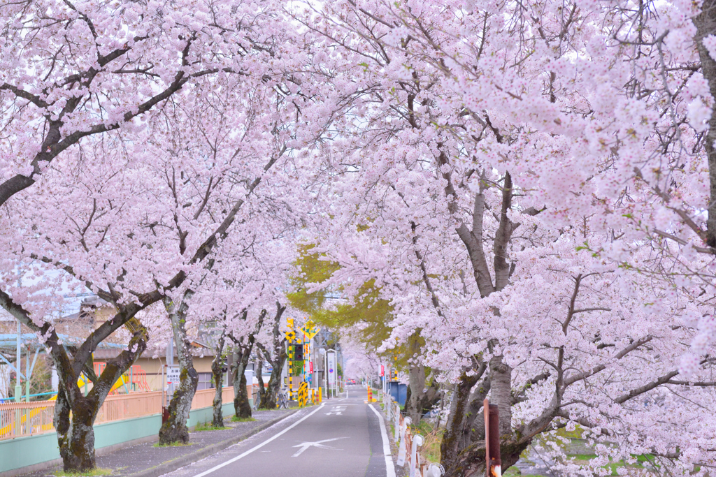 五条川沿いの風景