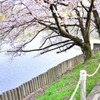 桜のある風景