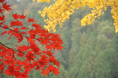 紅葉 IN 大井平公園