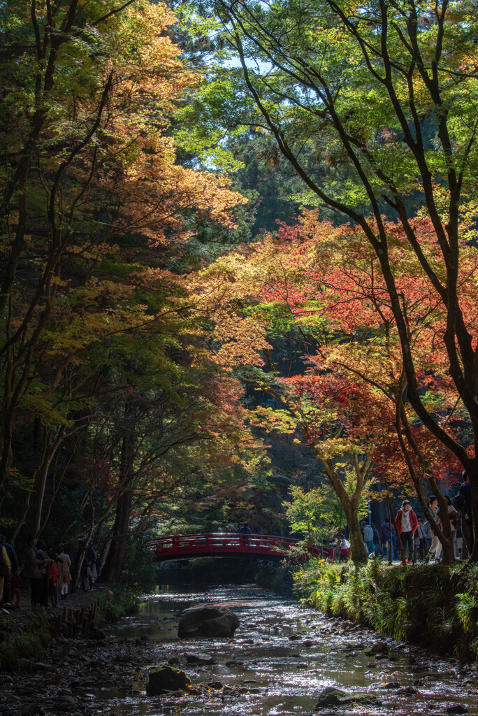 小國神社の紅葉