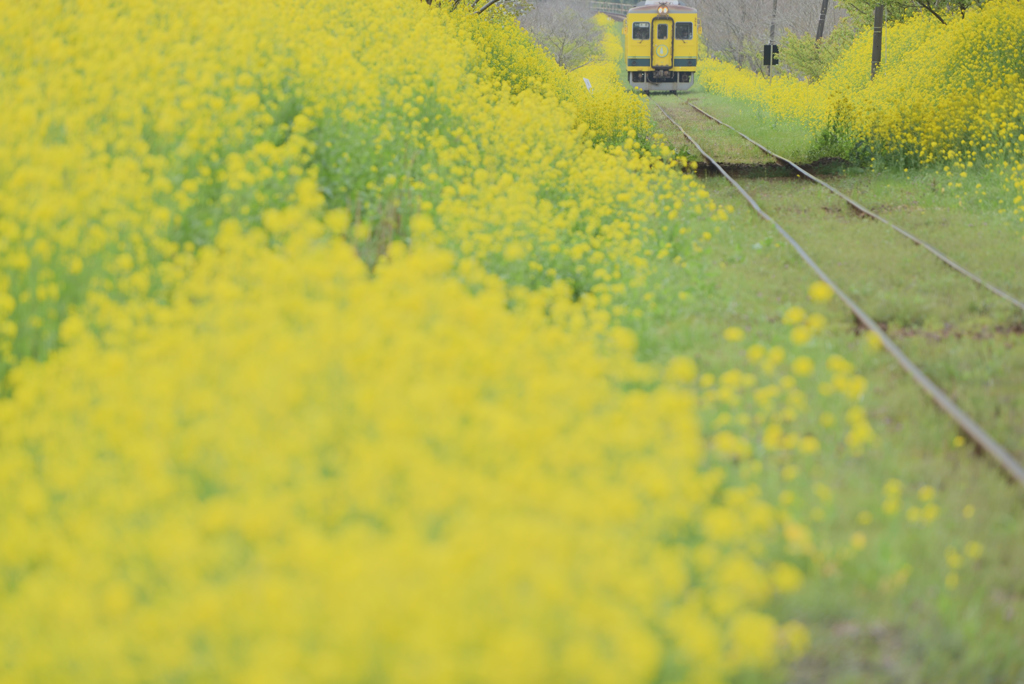 菜の花列車