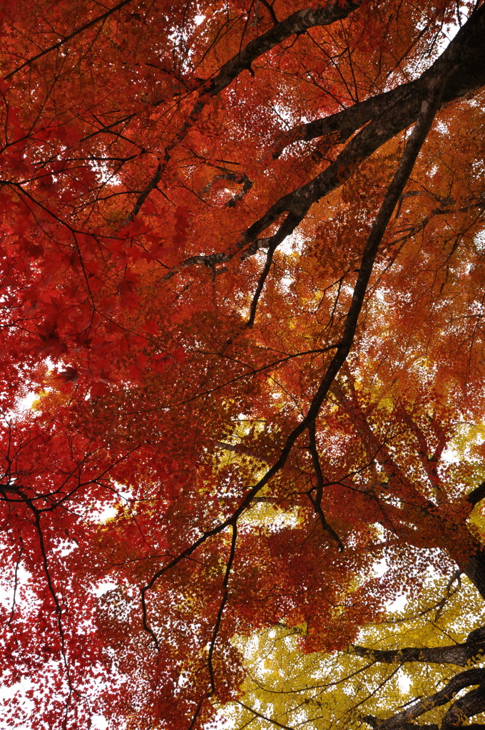 紅葉 IN 大井平公園