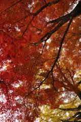 紅葉 IN 大井平公園